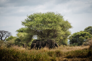 Elephant Herd Near Baobab Trees in Tarangire National Park – Majestic African Landscape