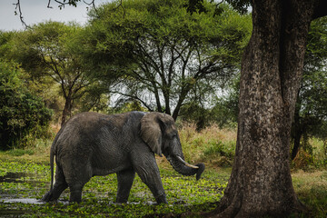 Fototapeta premium Elephant in a Swamp – Majestic Wildlife Encounter in Tarangire National Park