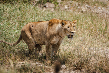 Lioness in Ngorongoro Crater – The Stealthy Hunter in African Wilderness