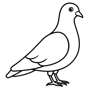 black and white pigeon standing clip art preview