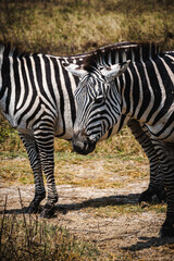 Close-Up of a Zebra – The Striking Patterns of Africa's Iconic Animal