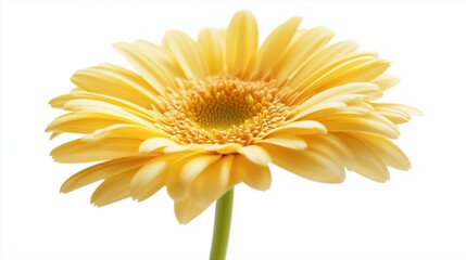 A beautiful yellow flower with translucent petals against a white background.
