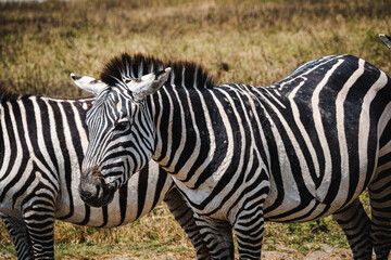 Close-Up of a Zebra – The Striking Patterns of Africa's Iconic Animal