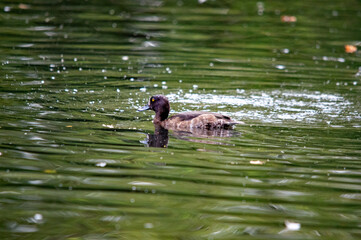 Stockente auf grünlichen Wasser