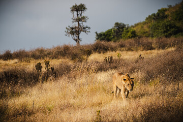 Lioness Walking Through Grass Terrain in Ngorongoro Crater