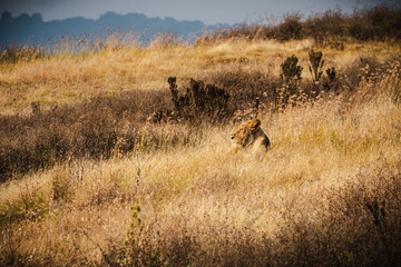 Lioness Resting with Head Up Amidst Grass Terrain in Ngorongoro Crater