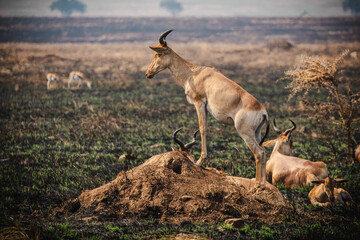 Coke's Hartebeest in the Serengeti – A Unique African Antelope