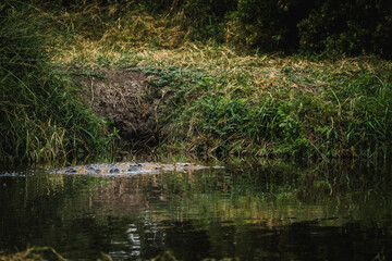 Crocodile Crossing a River in the Serengeti – A Moment of Aquatic Adventure
