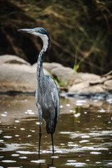 Great Blue Heron in the Serengeti – A Graceful Avian Presence