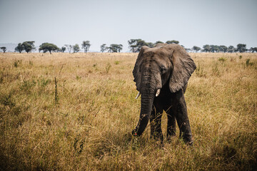 Solo Elephant in the Serengeti &ndash; A Symbol of Strength and Solitude