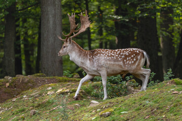 Damhirsch im Wald