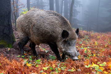 Wildschwein (Keiler) im Herbstwald