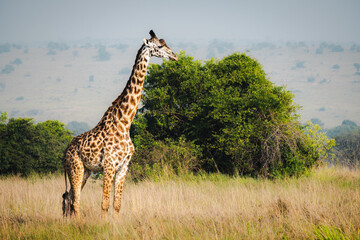 Elegant Giraffe Against the Serengeti Sky – A Majestic Presence in the Wild