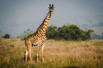 Elegant Giraffe Against the Serengeti Sky – A Majestic Presence in the Wild