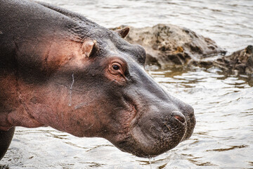 Close-Up of a Hippo in the Serengeti – A Study of Nature's Gentle Giant
