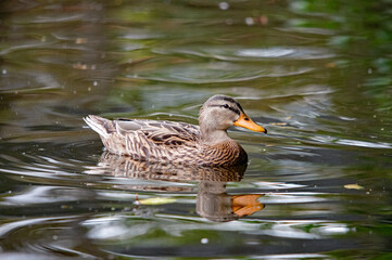Weibliche Stockente schwimmt auf bewegtem Wasser