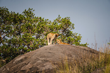 Lioness Nurturing Her Two Cubs in the Serengeti – A Portrait of Family Bonds