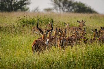 Impala's Harem in the Serengeti – A Showcase of Elegance and Grace