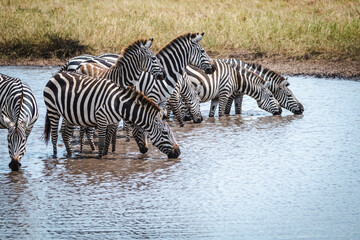 Group of Zebras Gathering by a Water Pond in the Serengeti – A Refreshing Moment in Nature