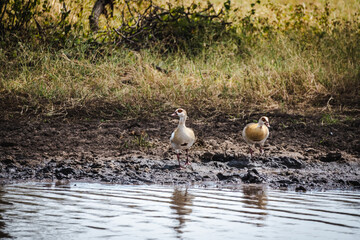Egyptian Goose in the Serengeti – A Vibrant Waterfowl of the African Landscape
