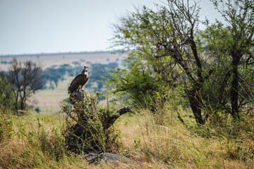 Hooded Vulture Standing on a Tree Stump in the Serengeti – A Sentinel of the Savanna