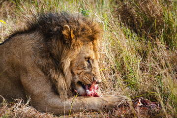 Lion Feasting on a Zebra's Leg in the Serengeti – Nature's Raw Power