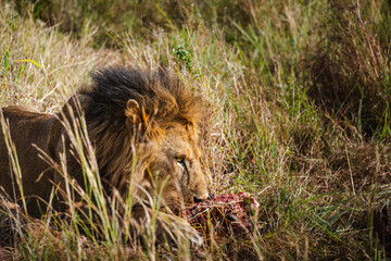 Lion Feasting on a Zebra's Leg in the Serengeti – Nature's Raw Power