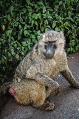 Solitary Baboon in the Serengeti – A Portrait of Independence