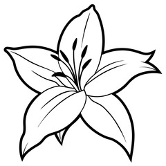 black and white lily