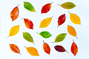 Colorful autumn leaves on a white background. Suitable for presentations. Natural background.