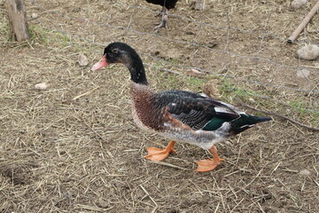 Canard 