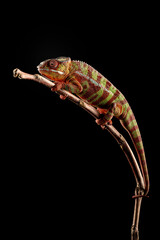 Panther chameleon standing on a branch with black background