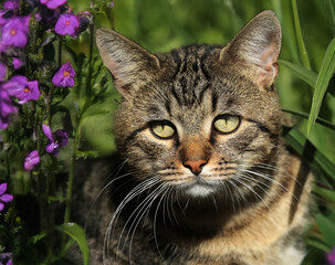 Fototapeta premium Cat lying in the grass on a meadow