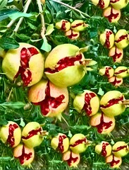 Pomegranate fruits on a tree branch .widely open to show grains.