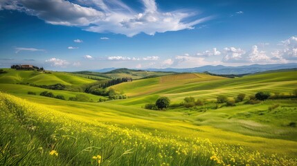 Fototapeta premium Bright green meadow under a blue sky with clouds. Scenic rural landscape with yellow wildflowers in bloom.