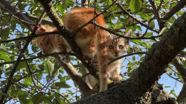 Ginger and gray kittens are sitting on the tree branches