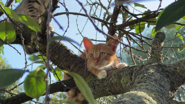 Ginger and gray kittens are sitting on the tree branches