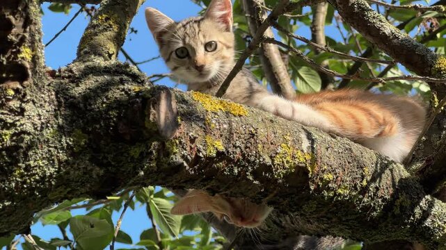 Ginger and gray kittens are sitting on the tree branches