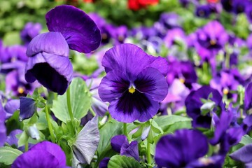 Greenhouse Flowers Petunia