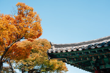 Traditional roof eaves with autumn leaves at Jinjuseong Fortress in Jinju, Korea