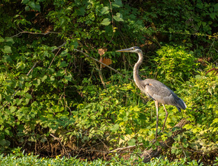 Great Blue Heron standing in wetland, wildlife in natural habitat, birdwatching scene  surrounded by marshland vegetation, showcasing conservation and nature.
