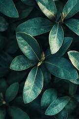 Close up of Green Leaves Pattern for Nature Background Texture