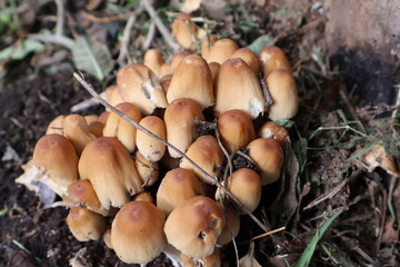 Champignons 