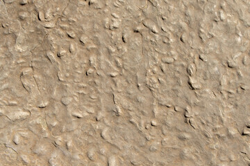 Closeup of ancient fossilized clams imbedded in rock
