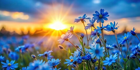 Obraz premium Beautiful blue flowers blooming in the afternoon against a sunset background reflected.