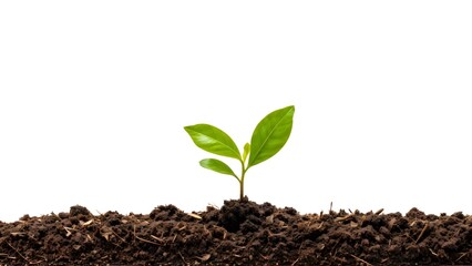 Tiny plant with soil on a white background