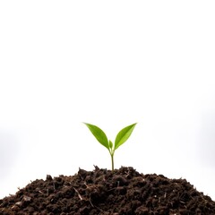 Tiny plant with soil on a white background