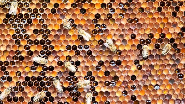 Nectar, honey and pollen in combs. Harmonious development of the bee colony.