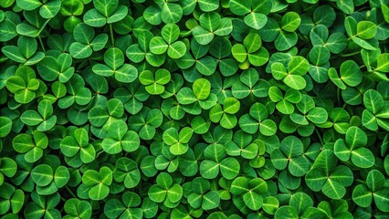 Bird's eye view green field with sky landscape with clover
