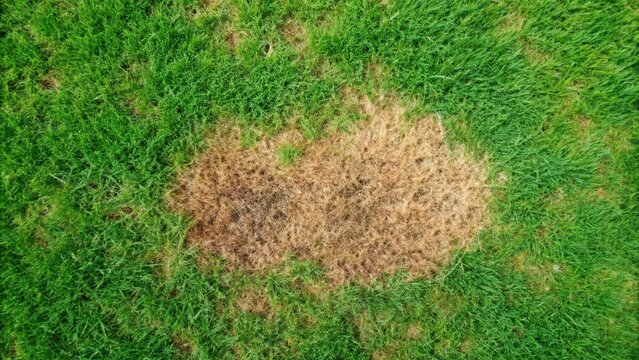 Bird's eye view of a lawn disease known as Microdochium nivale or Fusarium patch sod